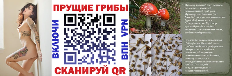 Псилоцибиновые грибы GOLDEN TEACHER  купить наркотик  Сертолово 
